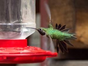 NM and Colorado Summer 2014