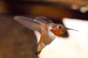 NM and Colorado Summer 2014